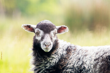 black and white lamb standing in a field