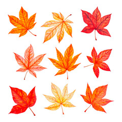 Fototapeta premium Watercolor illustration of nine vibrant autumn maple leaves in shades of red orange and yellow on white