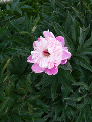 Paeonia Pink Cameo. Herbaceous peony Pink Cameo in bloom in summer. Pink flower bud against green...
