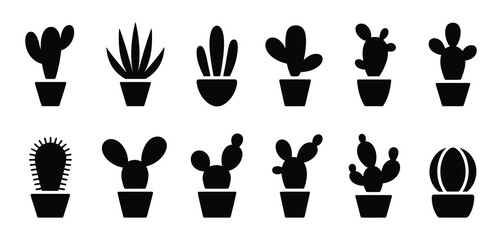 Set of Various Succulents and Cacti in Pots