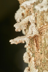 Macro view of mushrooms on bark