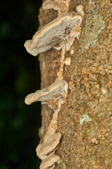 Macro view of mushrooms on bark