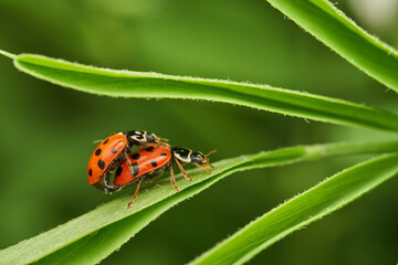 Mating insects captured on green leaf