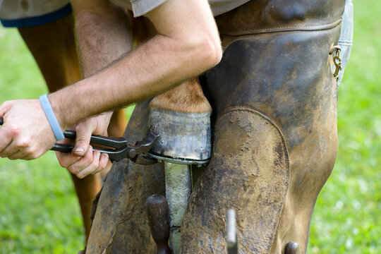 Close up of farrier removing a horseshoe