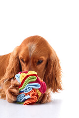English Cocker Spaniel puppy on a white background