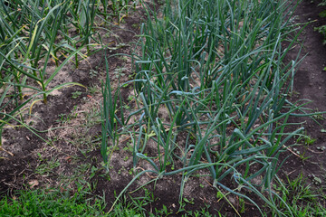 Onion plants growing in a garden in the rows