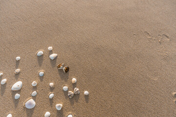 Shells Scattered On Sand Textured Background