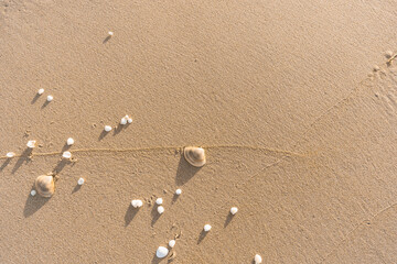 Shells Scattered On Sand Textured Background