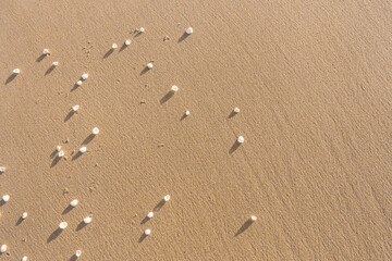 Shells Scattered On Sand Textured Background