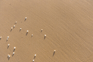 Shells Scattered On Sand Textured Background