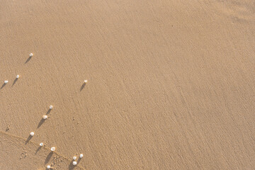 Shells Scattered On Sand Textured Background