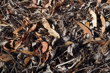 Dry leaves and twigs on the ground
