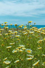 Lots of daisy flowers with the sea background