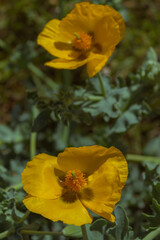 yellow flower in the garden