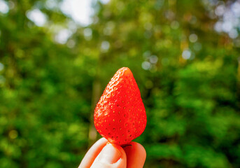 Strawberry in hand on green nature background. Strawberry and Strawberries. Sweet red berry is...
