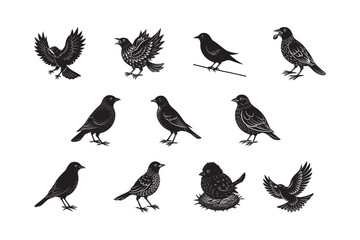 silhouette of bird set bundle on the white background