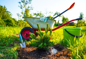 Mugo Pine planting. Grow Care for Mugo pine Mughus. Garden Plants, Landscaping. Planting pine tree...