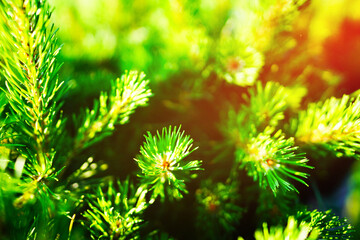 Pine tree Mugo pine Mughus close-up. Green needles on a pine tree branch closeup. Dwarf Mugo Pine...