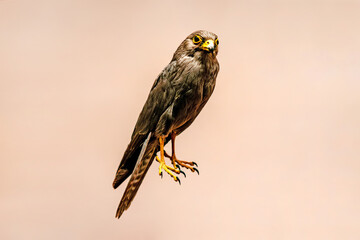 The Animal fauna of Qatar and the United Arab Emirates. common kestrel falcon brown background