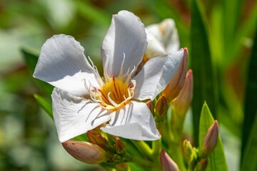 White oleander flower close-up with green leaves.