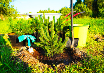 Mugo Pine planting. Grow Care for Mugo pine Mughus. Garden Plants, Landscaping. Planting pine tree...