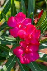 Vibrant pink oleander flowers are in bloom.