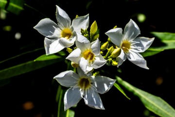 White flowers with yellow centers in sunlight.