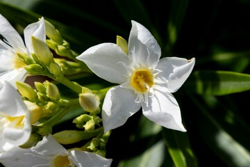 White flower with yellow center