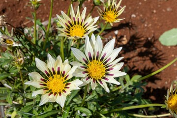 Vibrant gazania flowers in a garden