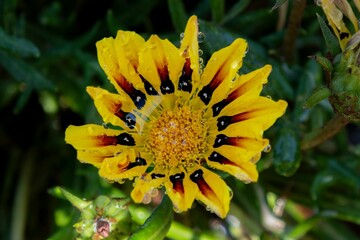 Vibrant yellow flower with raindrops