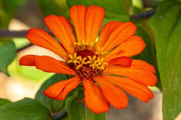 Vibrant orange zinnia flower close-up