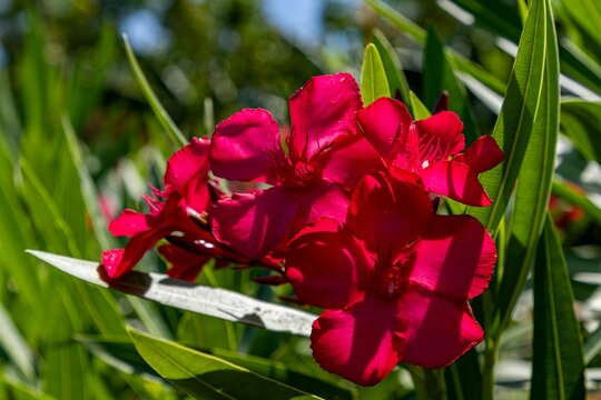 Vibrant red oleander flowers are in full bloom.