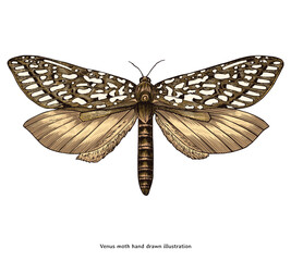 Vintage Venus Moth Illustration – Hand Drawn Insect in Classic Engraving Style