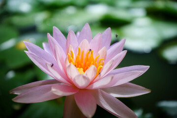 pink lotus flower
