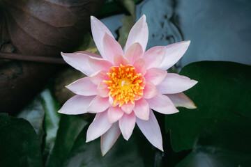 Pink lotus in the pond