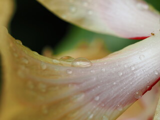 花の上の水滴をマクロ撮影しました