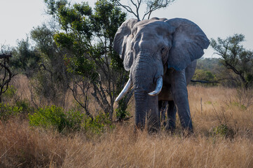 Fototapeta premium A lone African elephant bull with an impressive pair of tusks stands stationary as he sleeps next to a small tree.
