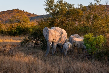 The Matriarch leads a small breeding herd of African elephant move through a line of trees into an...