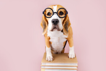 Beagle dog in glasses on stack of books on pink isolated background
