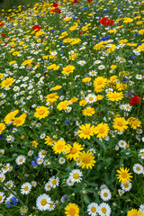 Wild flowers in the garden mixed