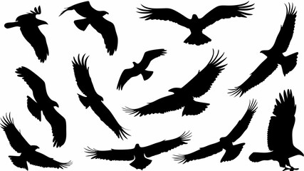 Silhouette illustration showing multiple eagles in flight against a white background design element