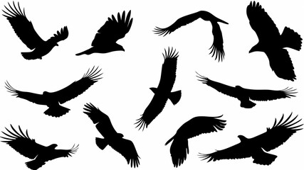 Silhouette illustration showing a flock of eagles soaring and flying in different directions on a white background