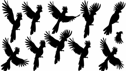Silhouette illustration of a flock of cockatoos in various flying positions against a white background