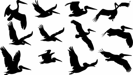 Silhouette depiction of multiple pelicans in various stages of flight against a white background