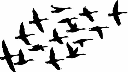 Silhouette of a flock of geese flying in formation against a white background in a vector illustration