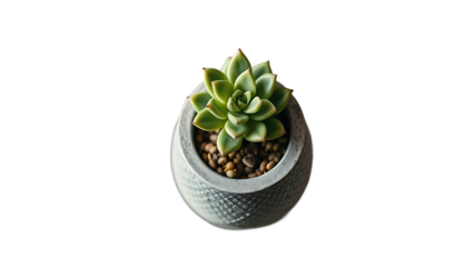 Striped small succulent with offshoot in a grey concrete pot isolated design element top view flat l