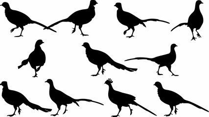 Silhouette depiction showing a group of pheasants in various poses and orientations on a white background