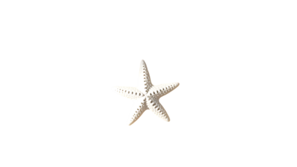 Small white starfish sea star isolated over a transparent background cut-out summer beach ocean and