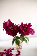 Fototapeta premium Beautiful peonies in a vase with delicate petals scattered nearby in a bright indoor setting