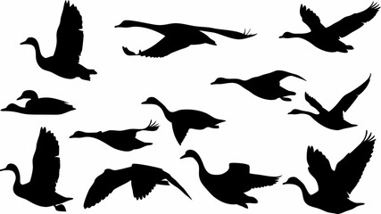 Silhouette study of ducks and geese in various flying and swimming positions on a white background